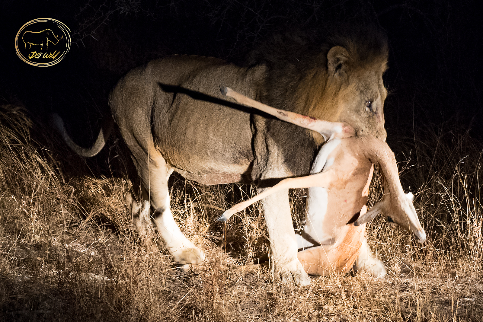 a lion eating an animal