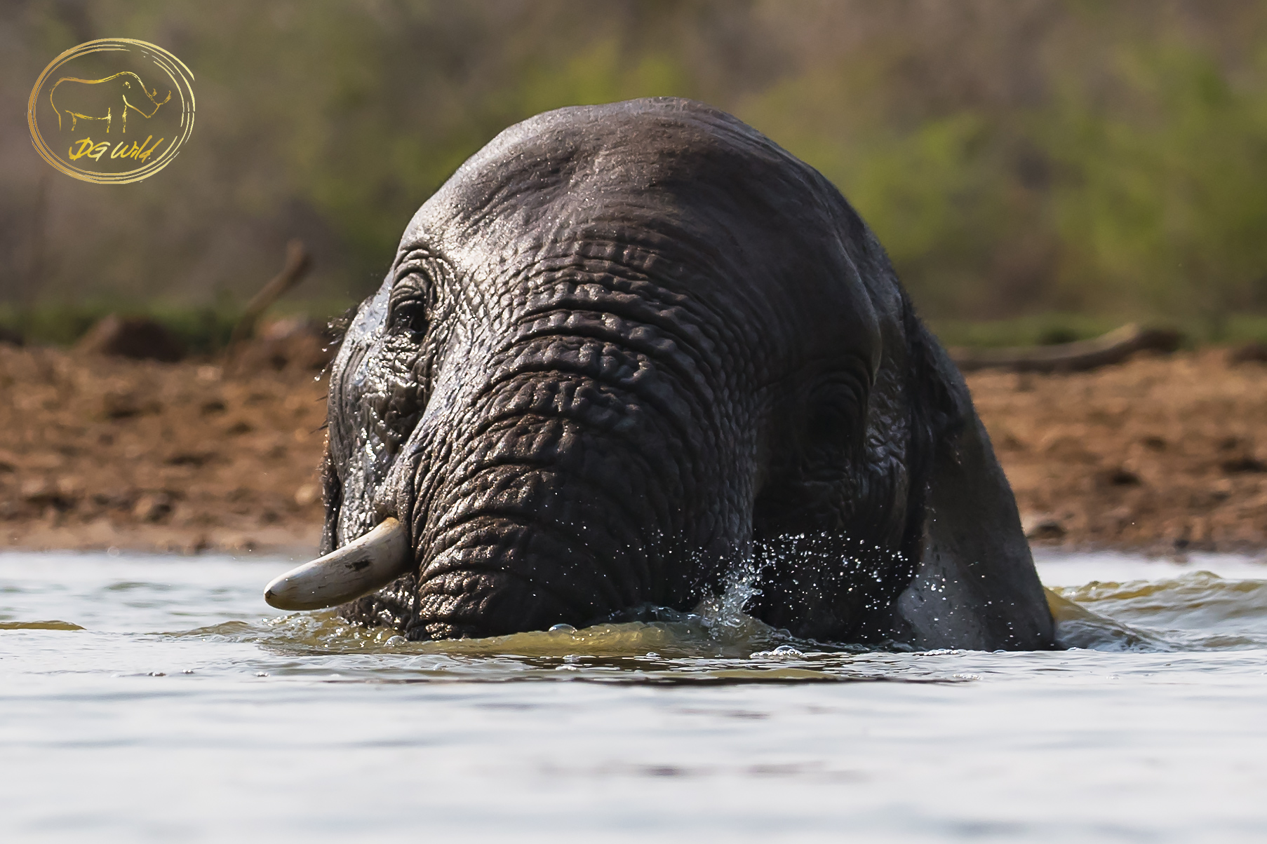an elephant in the water