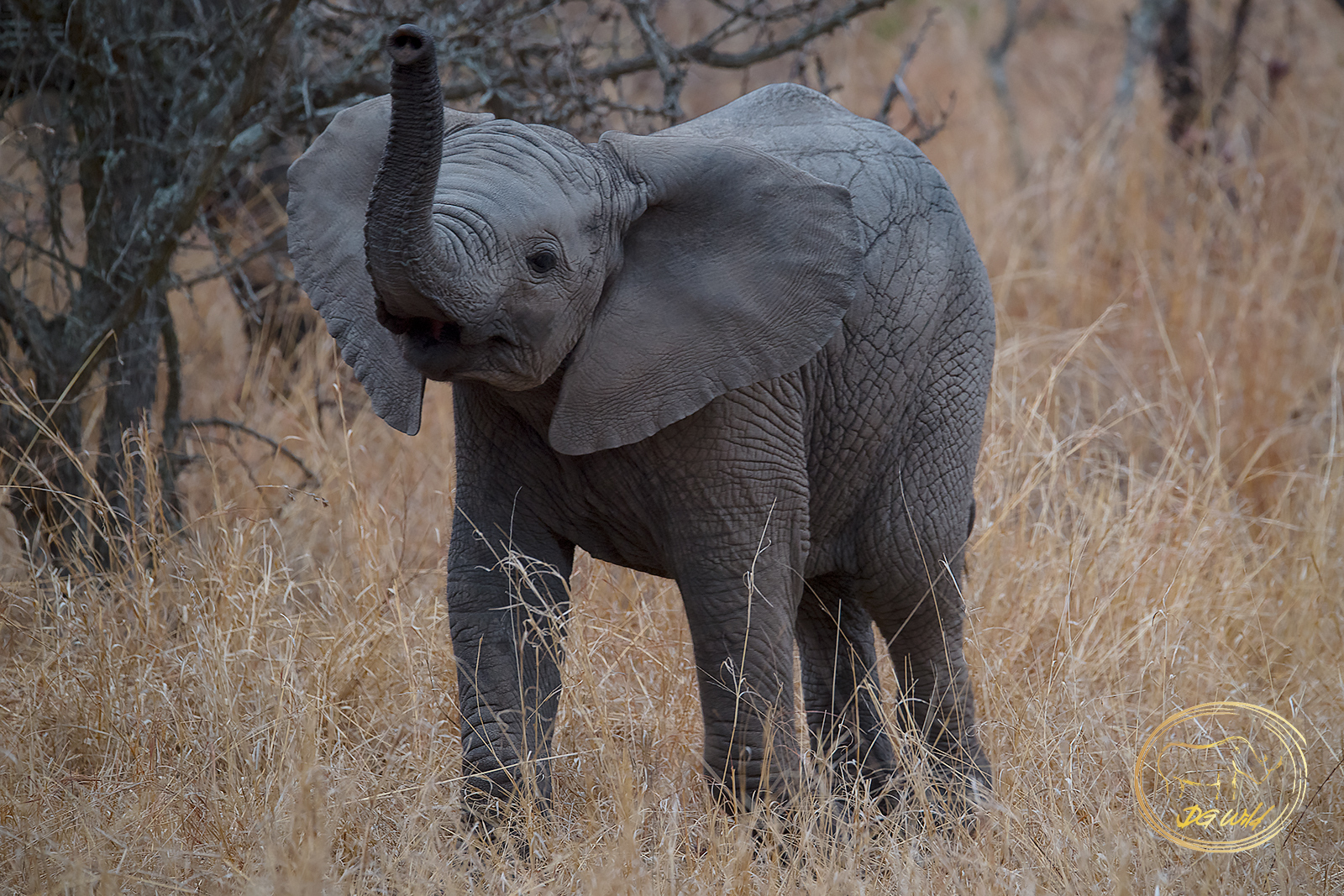 an elephant standing in tall grass