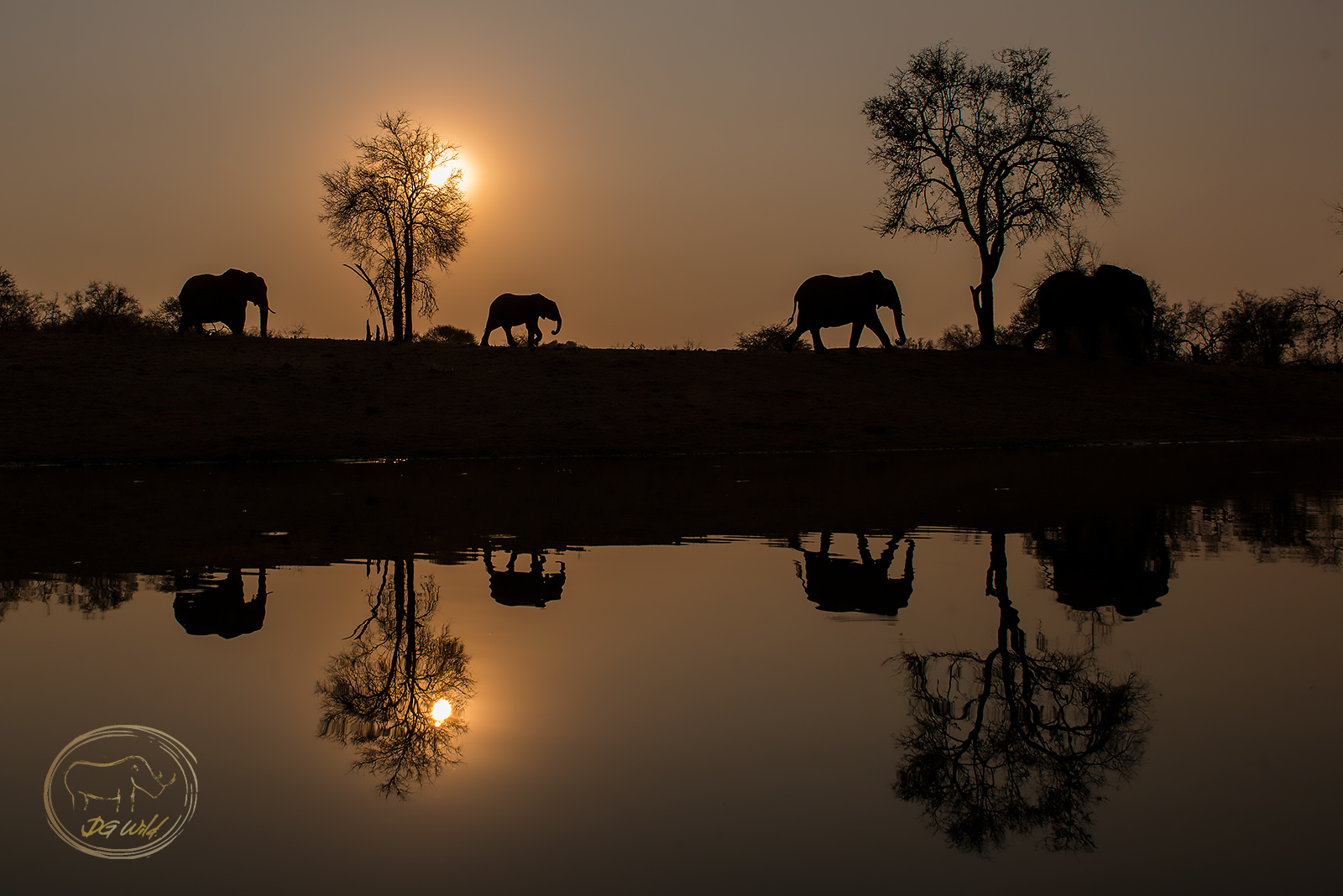 a group of elephants walking near water