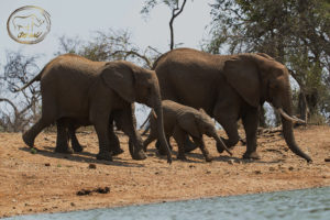 a group of elephants walking on the sand
