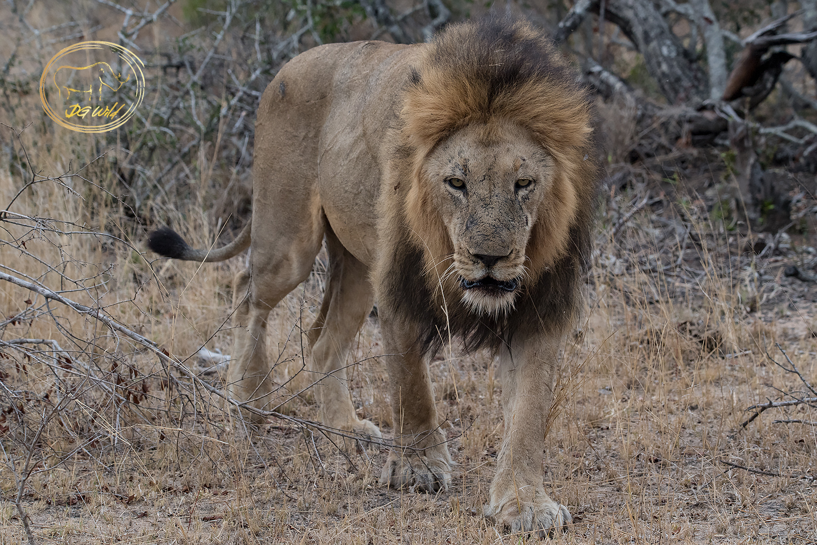 a lion walking in the wild