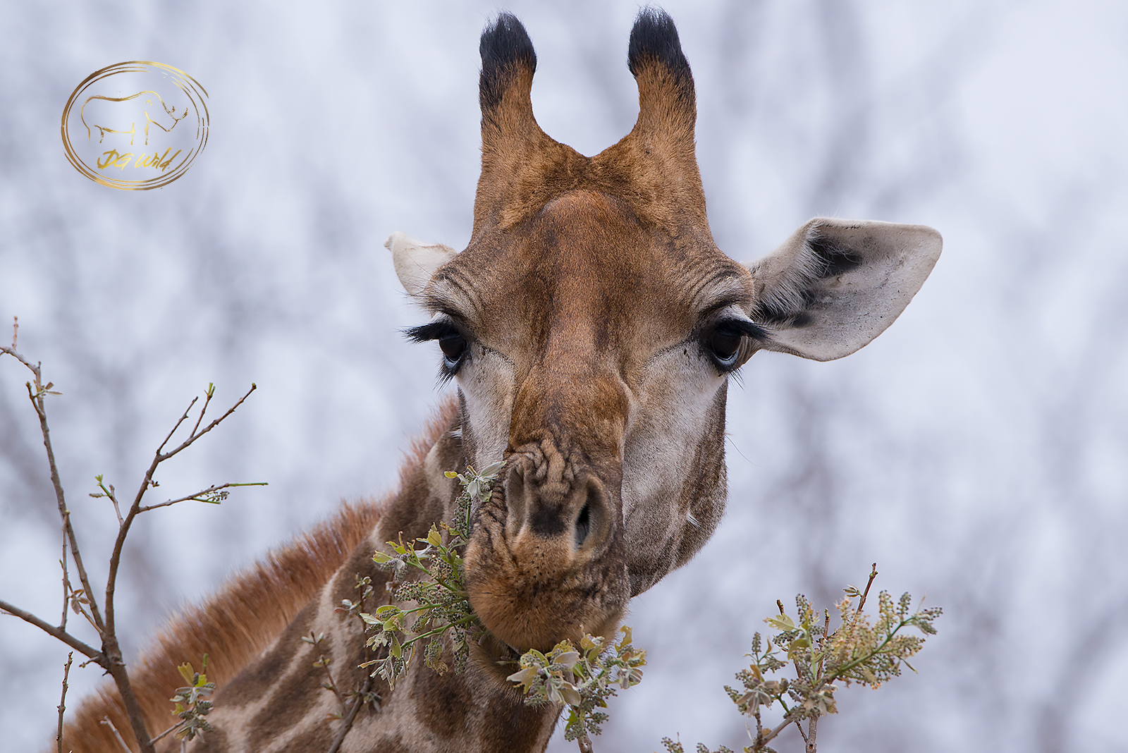 a giraffe eating leaves from a tree