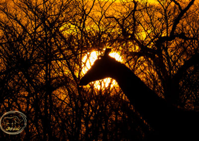 Giraffe_Sunset_1