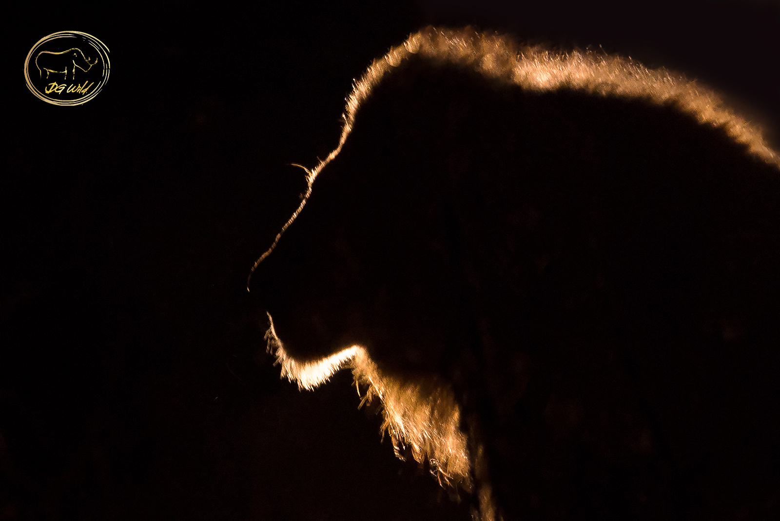 a lion in the dark
