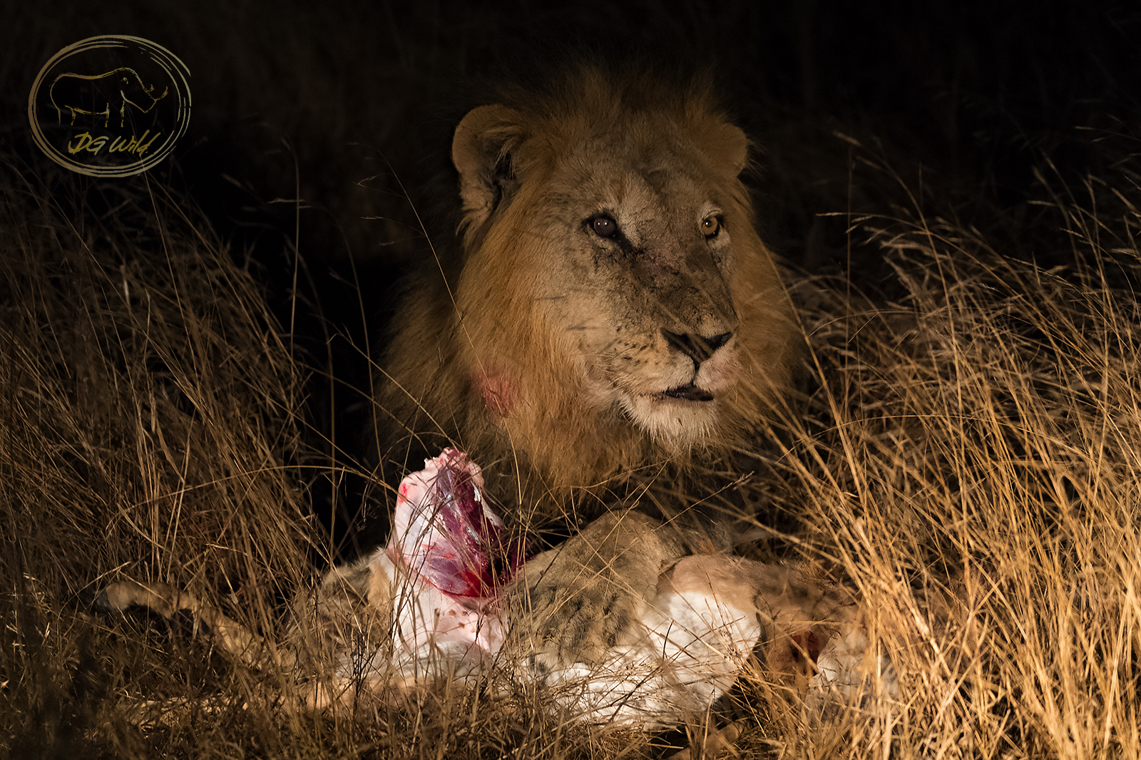 a lion eating a animal