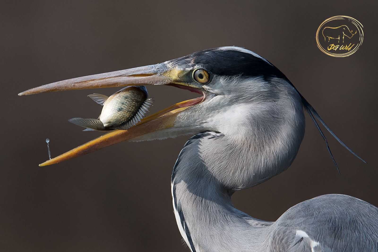 a bird with a fish in its beak