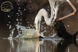 a bird eating a fish in the water