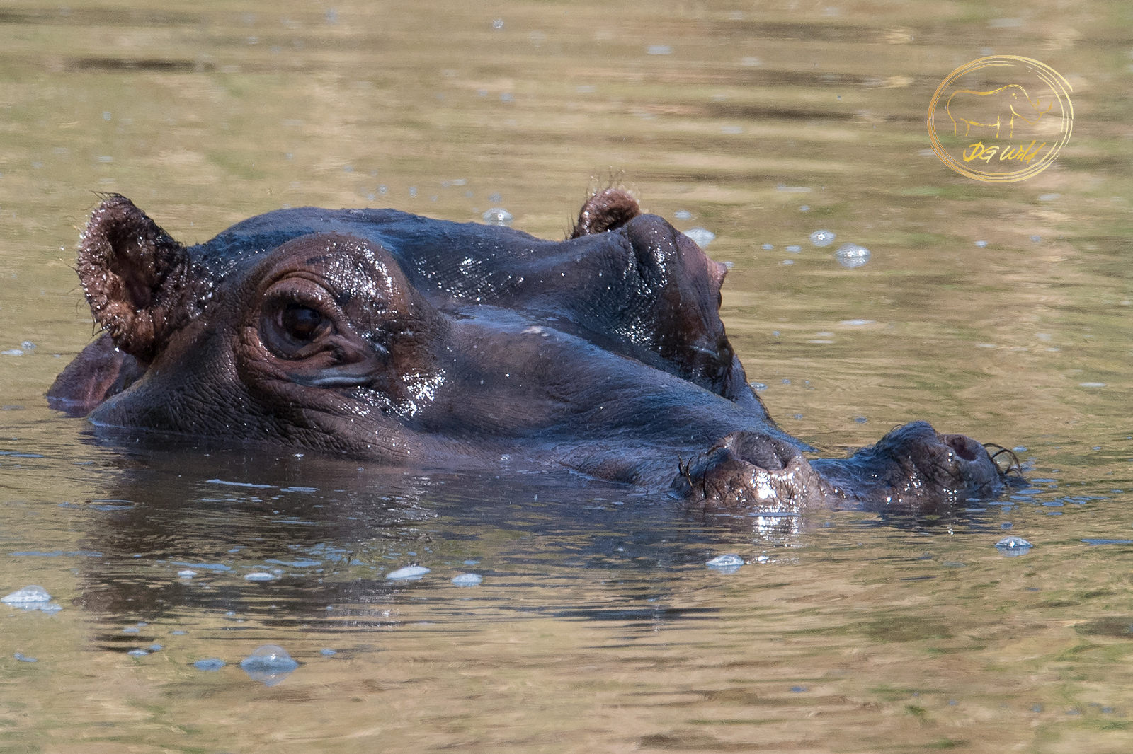 a hippo in the water
