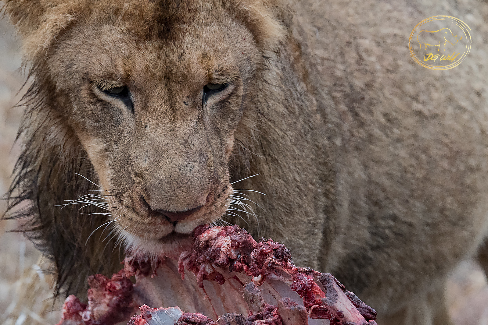 a lion eating a piece of meat