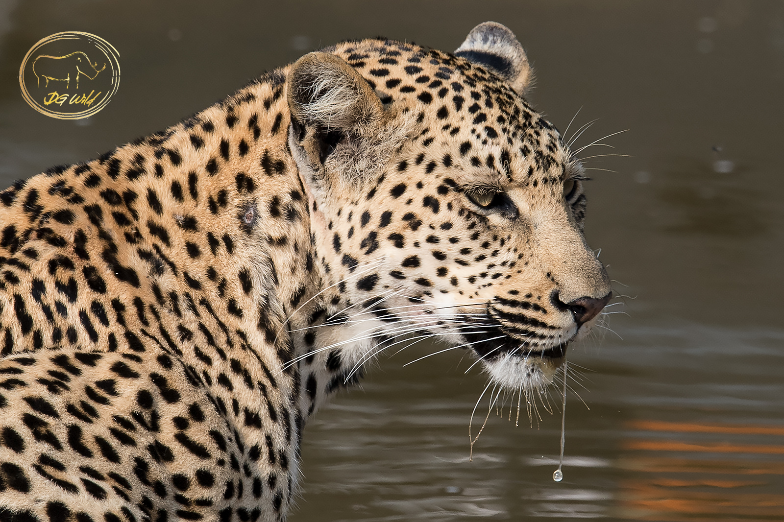a leopard drinking water from a pond