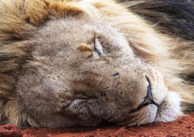 Lion_Close_Sleep_Jaci