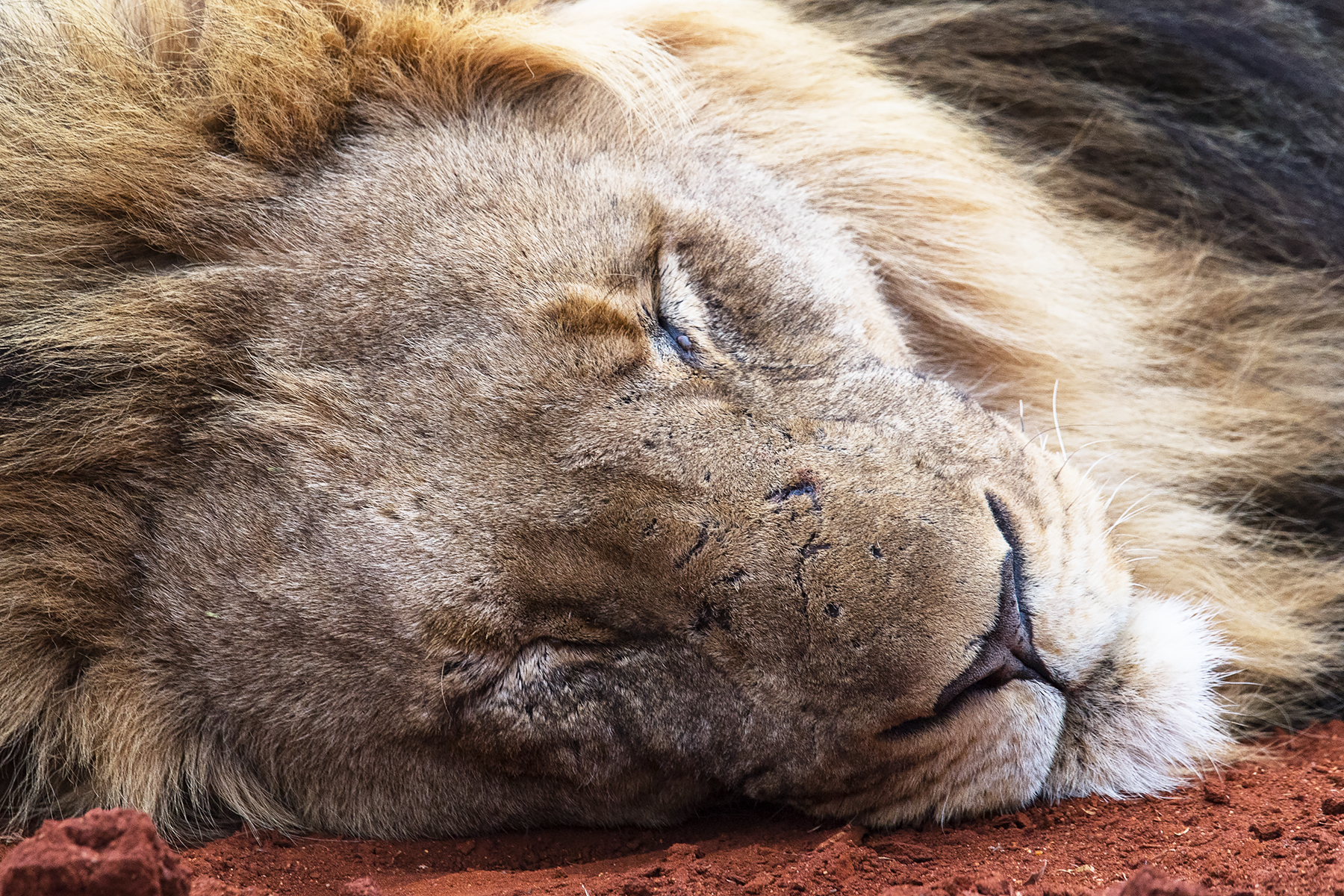 a lion sleeping on the ground