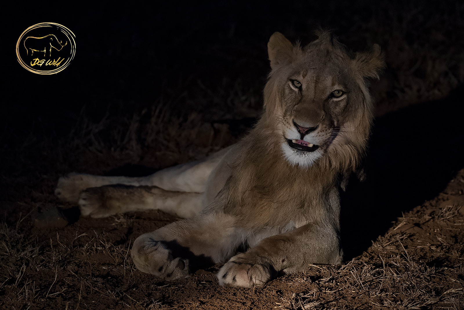 a lion lying down in the dark
