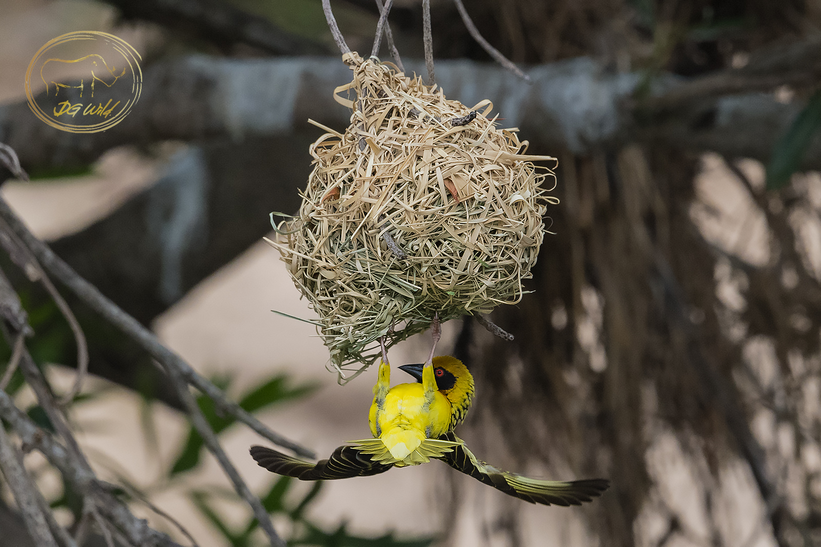 a bird from a nest