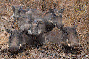 a group of warthogs lying in the grass