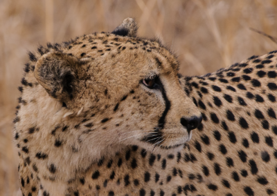 Cheetah_3