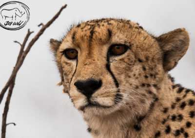 Cheetah_Focus_DGW