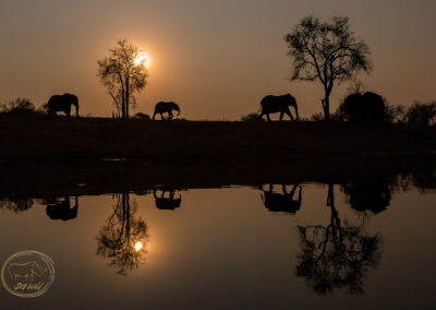 Elephant_Sunset_Gold