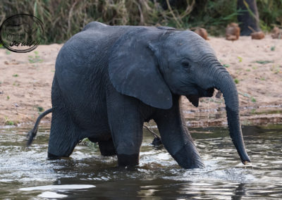 Elephant_Young_River
