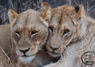 Lions_Mhangeni_Sisters