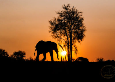 Sunset_Jaci's_Elephant_DGW